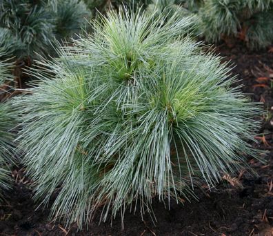 Kiefer Pinus strobus ‚Radiata‘ Zwergstrobe Streichelkiefer 30-40 cm im Container