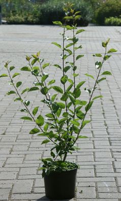 Kreuzdorn Rhamnus cathartica Futterpflanze für Falter