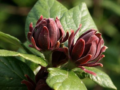 Echter Gewürzstrauch Calycanthus floridus 30 - 40 cm im Container