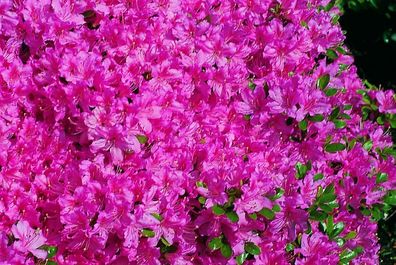 Rhododendron obt. JapanAzalea 'Diamant'®, rosa Azalee 25 - 30 cm im Container