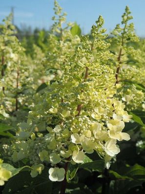 Hortensie Rispenhortensie Hydrangea pan. ´Pinky Winky´ ® 60 - 80 cm im Cont.