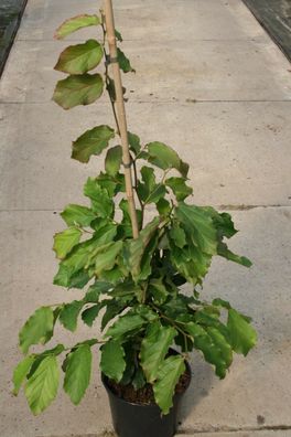 Eisenholzbaum Parrotie Parrotia persica 40-60 cm im Container