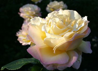 Rosa ´Gloria Dei´ ® Rose Edelrose Teehybride Güteklasse A im Container