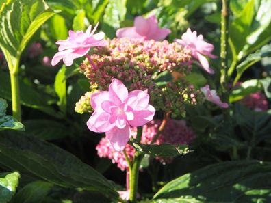 Hortensie Bauernhortensie Hydrangea macrophylla ´Izu-no-hana´ 30-40 cm im Con.