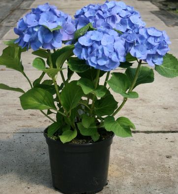 Hortensie Hydrangea macrophylla ´Bela´ ® 30 - 40 cm im Container