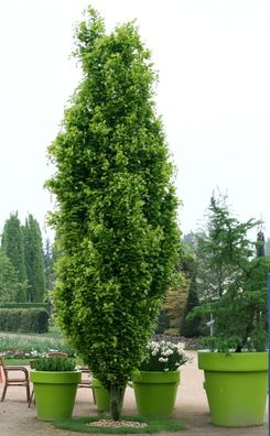 Säulengoldbuche Fagus sylvatica ´Dawyck Gold´ 80 - 100 cm Goldbuche Buche Baum