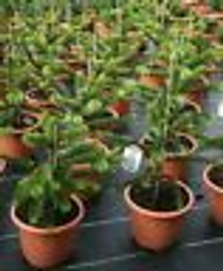 Andentanne Araucaria araucana Chil Schmucktanne 25 - 30 cm