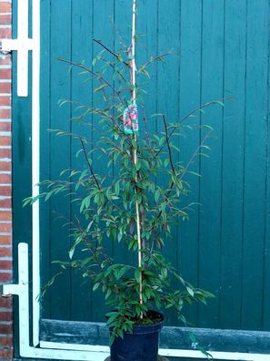 Weidenblättrige Strauchmispel Cotoneaster salicifolius floccosus 100-125 cm