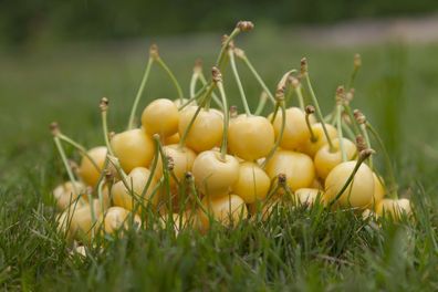 Süßkirsche Prunus avium ´Dönissens Gelbe Knorpelkirsche´ Halbstamm im Co.