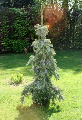 Serbische Fichte Picea omorika ´Pendula Bruns´ 70 - 80 cm Co. oder Ballen