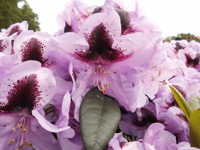 Rhododendron ‚Metallica' ® - Inkarho 25 - 30 cm im Container