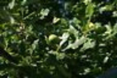 Sommereiche Deutsche Eiche Quercus robur
