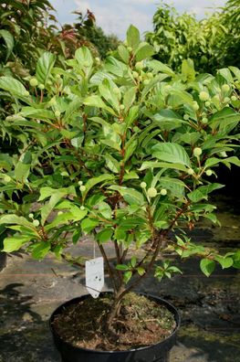 Honigball Knopfblume Knopfbusch Cephalanthus occidentalis 40 - 60 cm Container