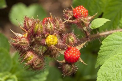 Weinbeere Rubus phoenicolasius ´Japanische Weinbeere´ 40-60 cm im Container