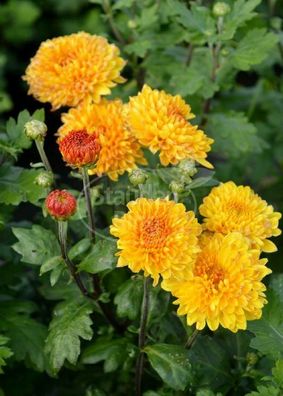 Winteraster 'Indian Summer' Chrysanthemum x hortorum im 1 Liter Topf