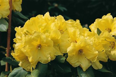 Rhododendron wardii 'Finesse'® Inkarho 30 - 40 cm im Container