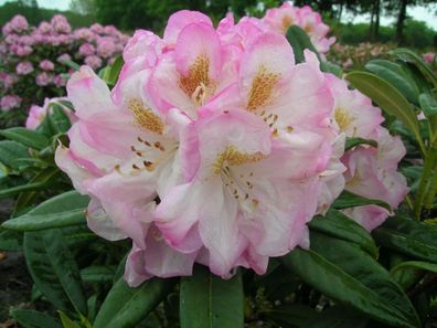 Rhododendron ´Brigitte‘ ® - Inkarho 40 - 50 cm im Container
