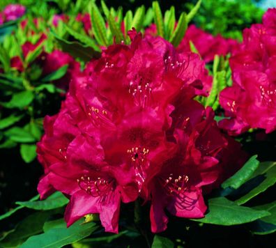 Rhododendron ´Hachmann´s Feuerschein´ ® - Inkarho 40 - 50 cm im Container