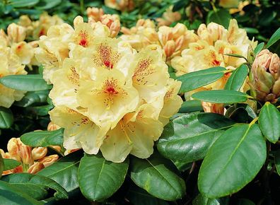Rhododendron wardii ‚Goldbukett‘ ® - Inkarho 40 - 50 cm im Container