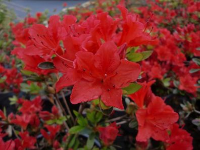Rhododendron obt. JapanAzalea 'Elfie' Japan Azalee 30 - 40 cm im Container