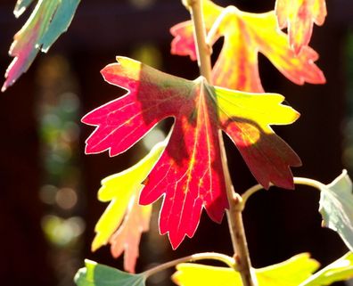 Gold-Johannisbeere Ribes aureum Wildfrucht 60-100 cm Johannisbeere im Container