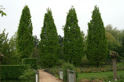 Pyramideneiche Quercus robur ´Fastigiata Koster´ 80-100 cm Co. Säuleneiche Eiche