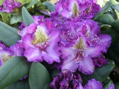 Rhododendron yakush. 'Bohlken's Lupinenberg'® Inkarho 25 - 30 cm im Container