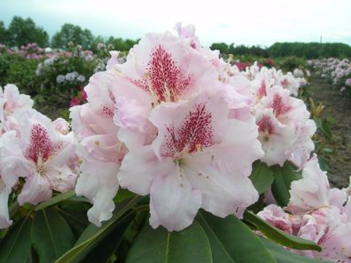 Rhododendron 'Konsonanz' ® - Inkarho 30 - 40 cm im Container