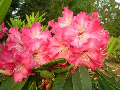 Rhododendron ‚Tripsdrill‘ ® - Inkarho 40 - 50 cm im Container