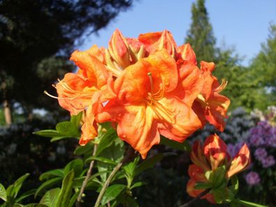 Rhododendron luteum - Azalea 'Goldköpfchen' Azalee 40 - 50 cm im Container