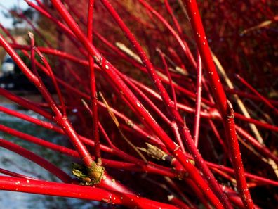 Roter Hartriegel Bienenweide Cornus sanguinea