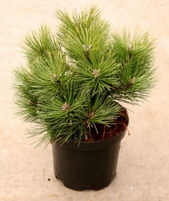 Zwerg Schwarzkiefer Kiefer Pinus nigra 'Nana' 40 - 50 cm im 5 Liter Container