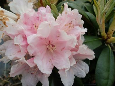 Rhododendron yakushimanum ´ Colibri´® Inkarho 25 - 30 cm im Container