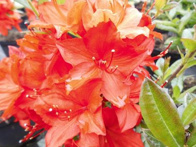 Rhododendron luteum - Azalea 'Parkfeuer' Azalee 40 - 50 cm im Container
