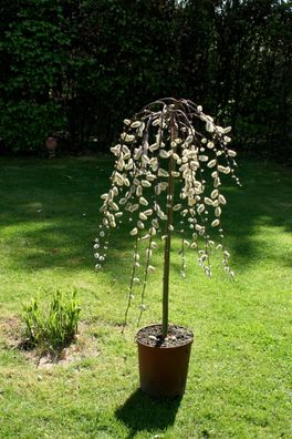 Hänge-Kätzchenweide Salix caprea ´Pendula´ - Stämmchen - 125 cm Stammhöhe