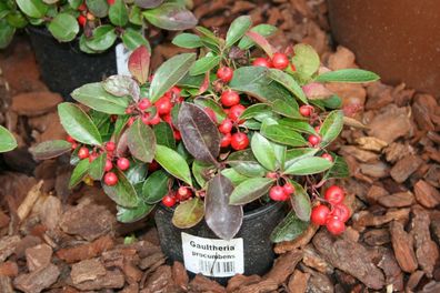 10 Immergrüne Bodendecker Gaultheria procumbens Rote Teppichbeere 8-12 cm P 0,5