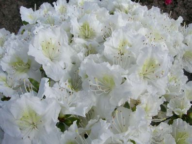 Rhododendron obt. Japan Azalea 'Maischnee' ® 30-40 cm im Container