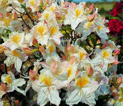 Rhododendron luteum - Azalea 'Schneegold' Azalee 40 - 50 cm im Container
