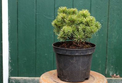 Kiefer Pinus mugo ´Mops´ Zwergkiefer 20 - 25 cm im Container