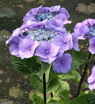 Hortensie Bauernhortensie Hydrangea macrophylla 'Zorro'® 30-40 cm im Con.