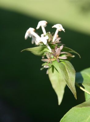 Abelia Koreanische Abelie mosanensis 30 - 40 cm im 3 Liter Container