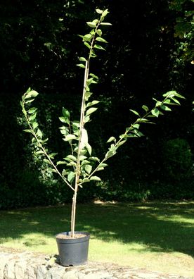 Sauerkirsche Kirschbaum Kirsche Prunus cerasus ´Morina´ Halbstamm ca. 170 im Co