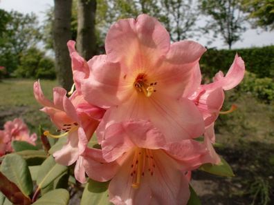 Rhododendron ‚Santorina‘ ® - Inkarho 30 - 40 cm im Container