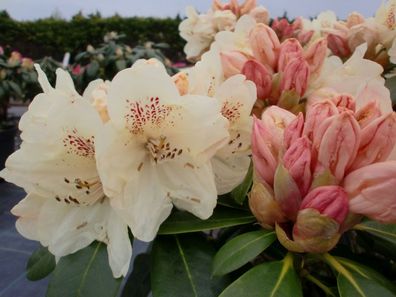Rhododendron yakushimanum ´Festivo´® Inkarho 30 - 40 cm im Container