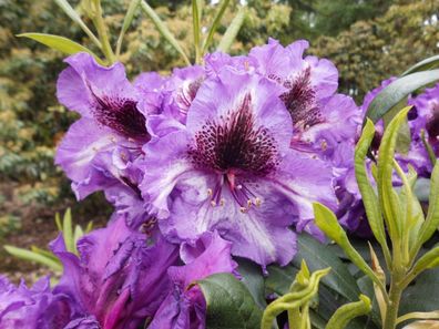 Rhododendron 'Gunter Dinger‘ ® - Inkarho 30 - 40 cm im Container