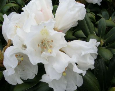 Rhododendron yakushimanum ´Schneekissen´® Inkarho 20 - 25 cm im Container