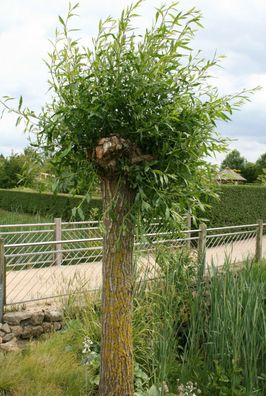 Kopfweide Silberweide Salix alba 60-100 cm, im 3-Liter Container