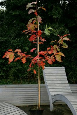 Amerikanische Roteiche Quercus rubra