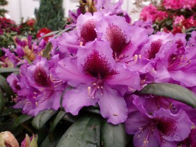 Rhododendron ‚Orakel´ ® - Inkarho 40 - 50 cm im Container