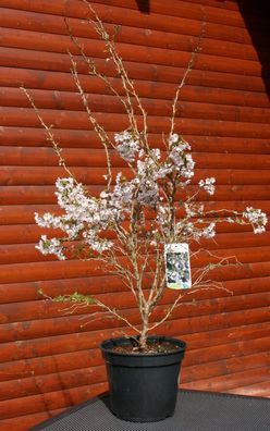 Zierkirsche Märzkirsche Prunus incisa ´Kojou-no-mai´ 60-80 cm im Container